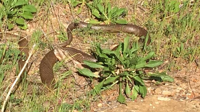 One of the three huge eastern brown snakes spotted by walkers Jo and Phil West at Waterfall Gully this morning. Picture: Phil West