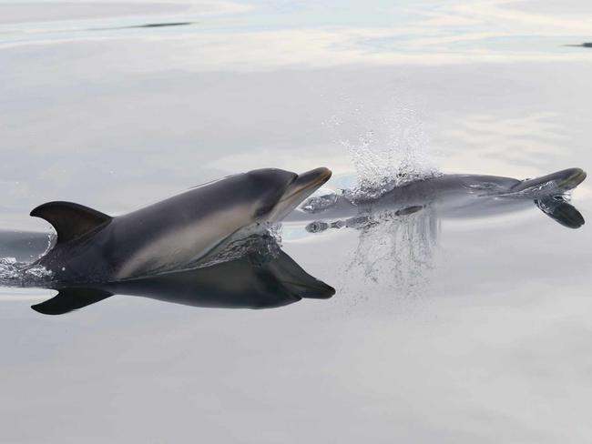 Mornington dolphin Starfall with her first calf in waters off Mornington, Picture: Dolphin Research Institute, photo taken under scientific research