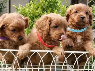 Cavoodle puppies advertised on Gumtree for $8000 near Nar Nar Goon