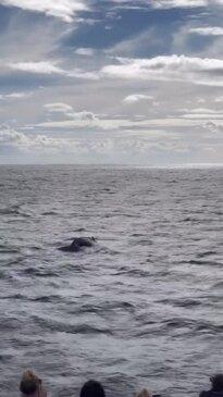 First whales of the 2024 season spotted in waters off Gold Coast