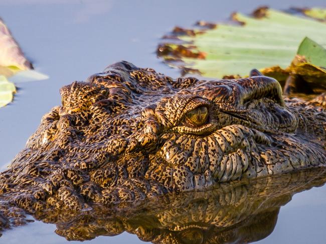 A saltwater crocodile at Corroboree Billabong, Mary River. NTPhoto - Gettyescape 3 april 202225 ways to play outdoors cover feature