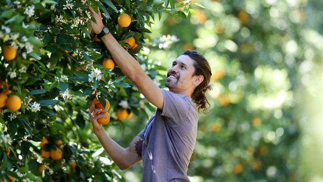 The Fair Work Commission has ruled in favour of a minimum casual rate of pay for fruit pickers. File picture: Sue Graham