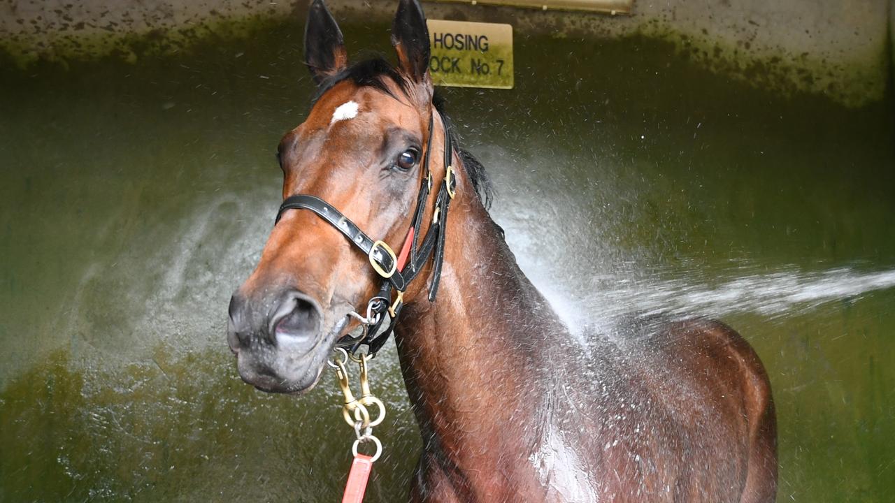 Everest champion Redzel cools down after his trial at Gosford. Picture: Steve Hart