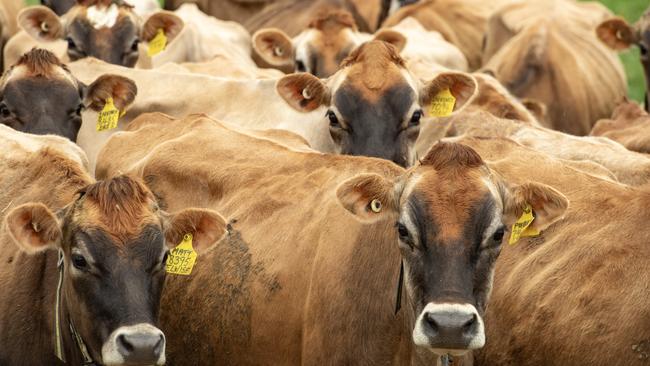 DAIRY: Dairy farmer Geoff Akers running for councilDairy farmer Geoff Akers running for council. .Geoff Akers on farm at TallygaroopnaPictured: Generic farm. Jersey cows. Dairy cows. Stock photo. Picture: Zoe Phillips