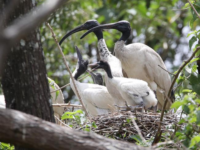 TMR is installing new birdproof fences around the Exit 38 interchange on the M1 at Yatala after current fencing proved no deterrent to nesting Ibis. Picture Glenn Hampson