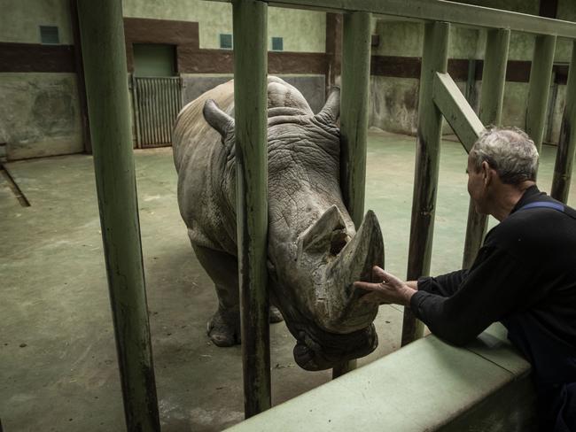 A zoo worker tends to a Rhino in Demydiv, Ukraine. Picture: Getty Images