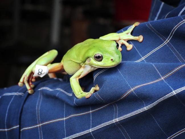 Move aside Almandin, ‘Grasshopper’ the frog took the overall win on Tuesday at the annual Noonamah Tavern Frog Race. PICTURE: Justin Kennedy