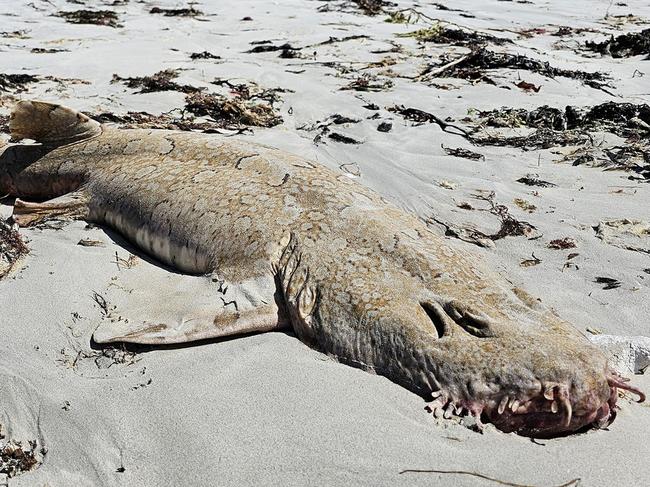 Dozens of deceased marine animals including wobbegong sharks,, sting-rays, crabs, snapper, sea urchins and crayfish have been discovered, ashore along several kilometres of beach at Eight Mile Creek, north of, Mount Gambier. PICTURE: Facebook.
