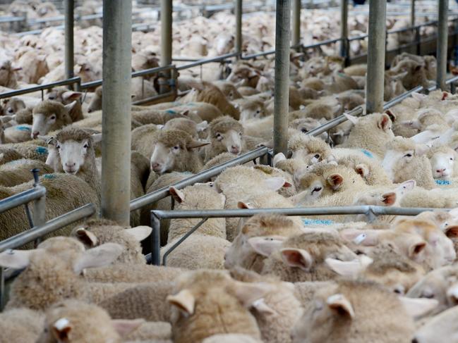 <s1>On the rise: Early bidding at Bendigo pushed lamb prices up to $15 higher at, but demand then slowed to take gains to between $5 and $10.<lr/> Picture: ZOE PHILLIPS</s1> <ld pattern=" "/>