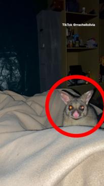 Woman wakes with possum in her bed