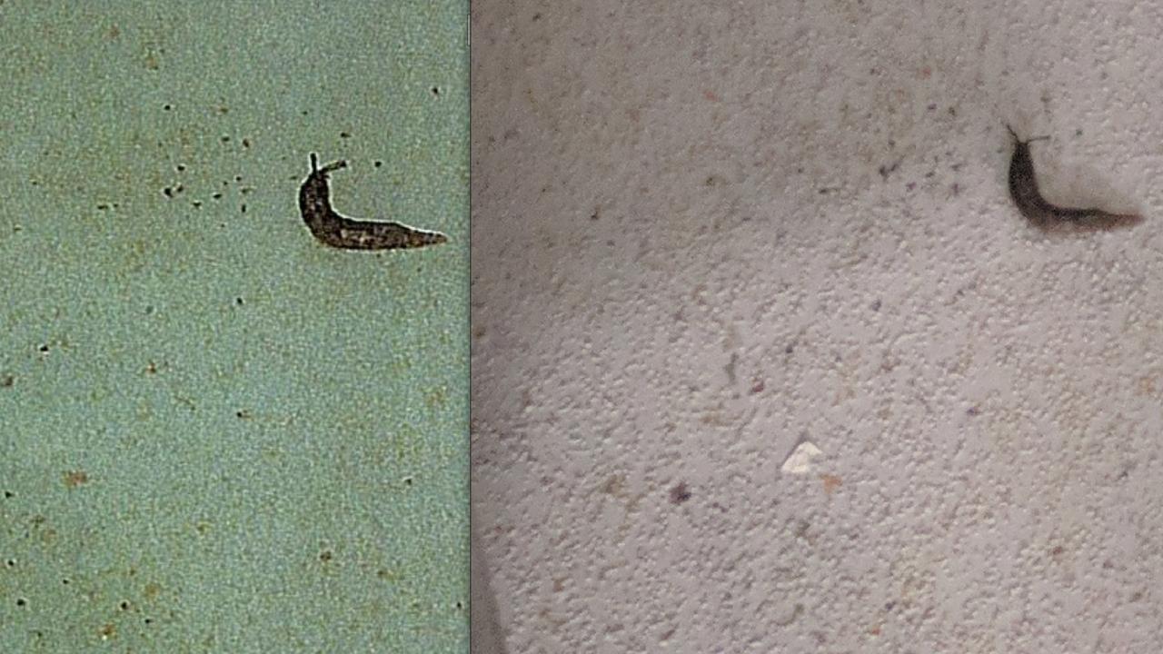 The mysterious difference between the two virtually identical photographs showing the slug.