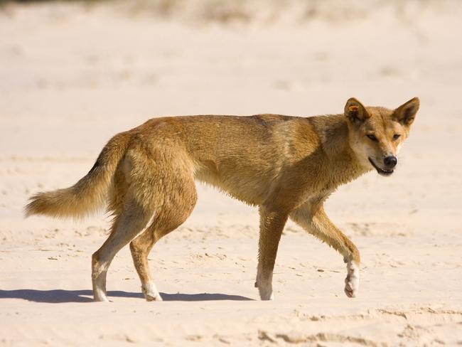 A Fraser Island dingo or native dog as they are widely known.