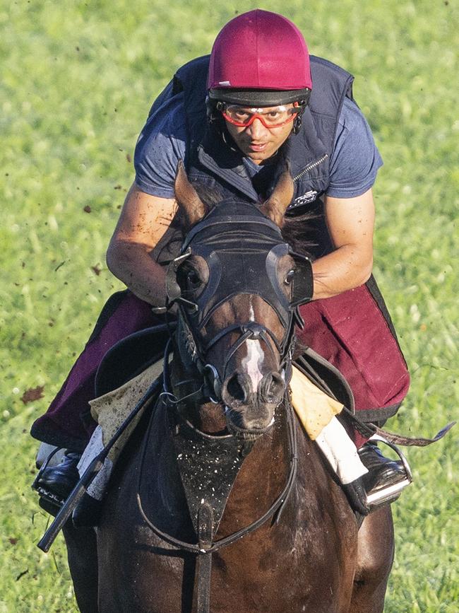 Irish galloper US Navy Flag has a gallop ahead of competing in The Everest. Picture: Jenny Evans