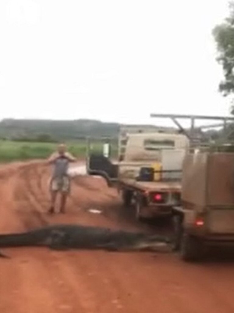 The crocodile appears to slink off into the vegetation. Picture: Facebook/ ABC.