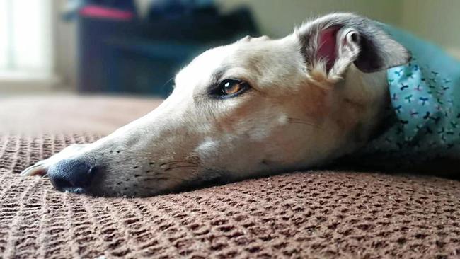 Greyhound occasionally eats grass, refuses her breakfast but is fine by the evening.