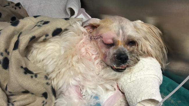 Cookie was ‘like a zombie’ after the surgery.