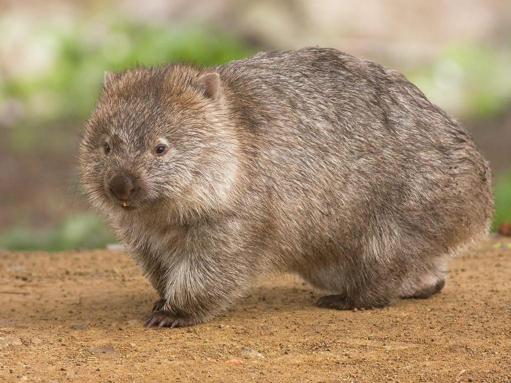 Wombats are under threat in Australia due to natural disasters, road kill, disease and climate change. Picture: Facebook