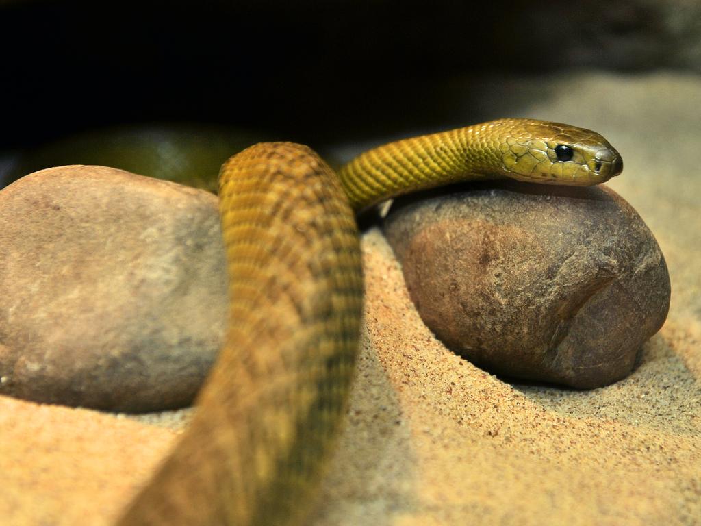 A captive inland taipan far removed from its usual habitat in arid parts of western Queensland and South Australia.