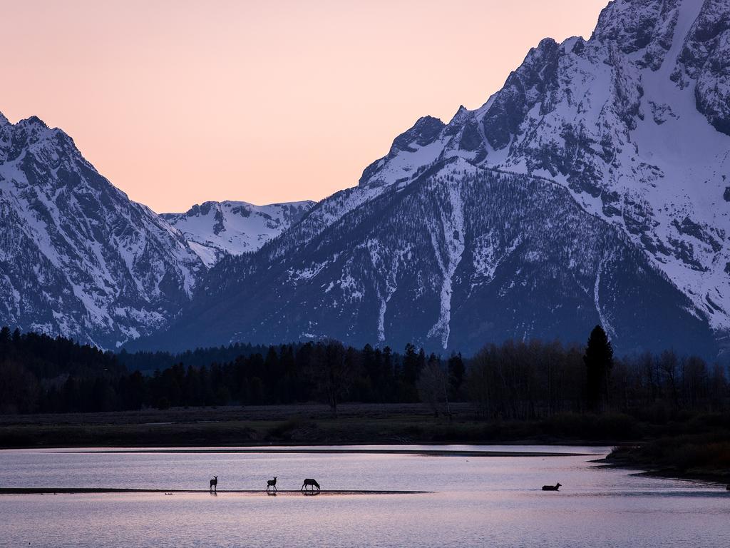 Elk, Grand Teton National Park, USA. Picture: Will Burrard Lucas/topwilldlifesites.com