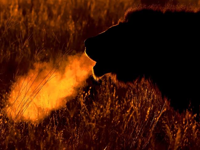 Highly Commended Animal Behaviour ... Dawn Roar, A male lion roars in the chilly dawn in the Kalahar. Picture: Michael Gallagher/WildLifePhoto.com