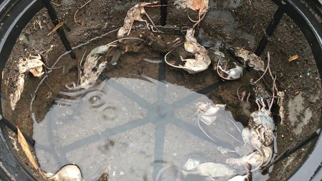 Louise Hennessy said she felt "horrified" after checking the filter of her water tank following heavy rain, only to find at least a dozen dead mice captured in it. Image: Facebook