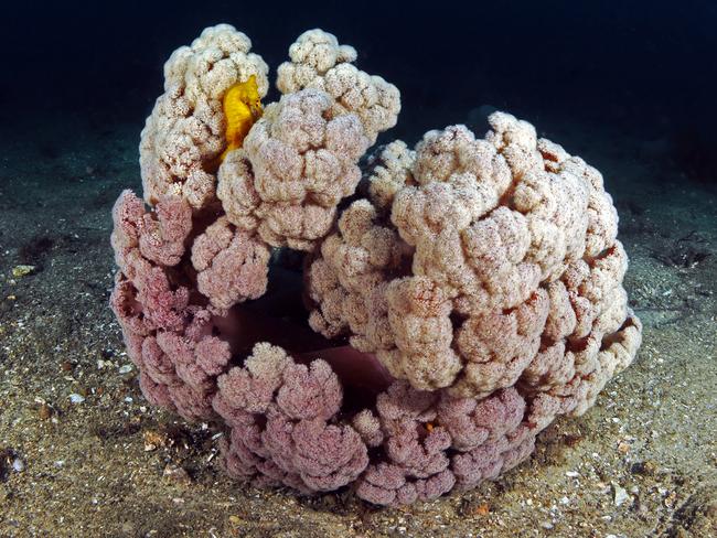 Soft coral at Port Stephens by Dr David Harasti from NSW Department of Primary Industries (Fisheries).