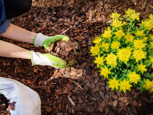 Mulch is a gardener’s best friend.