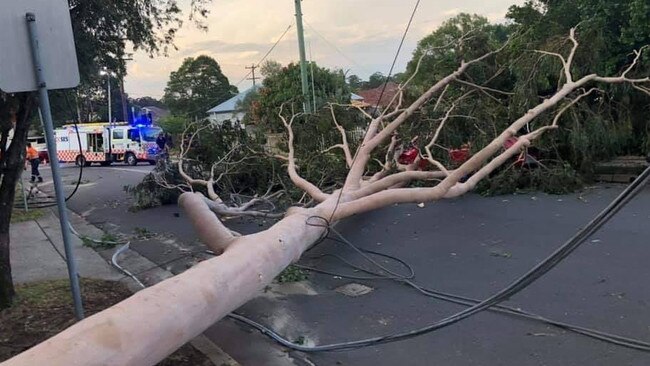 A giant gum tree falls on Railway St, Granville.