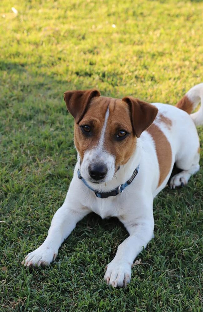 Alfie – Jack Russell