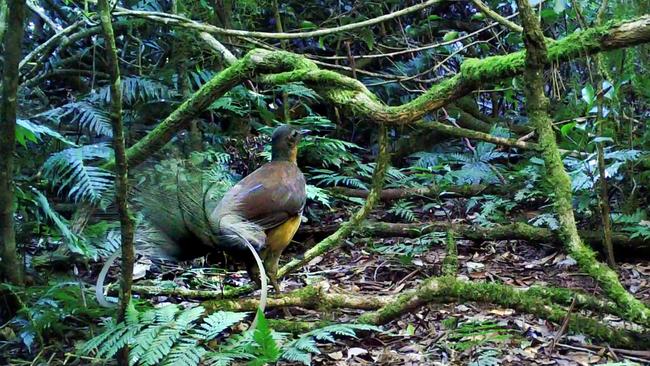 Alberts lyrebird in its natural habitat. Photo: Justin Welbergen and Anastasia Dalziell