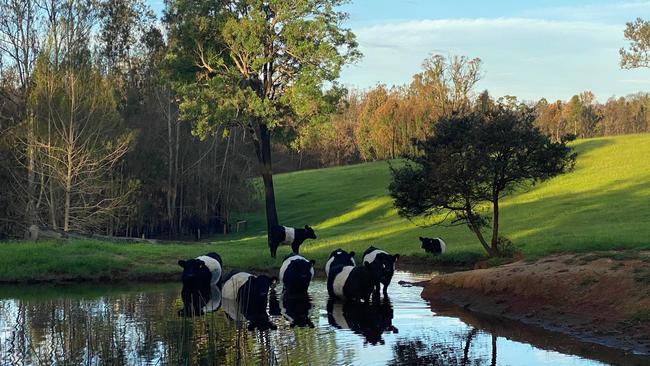 Mogendoura Farm produces beef from the Belted Galoway breed of bovine.