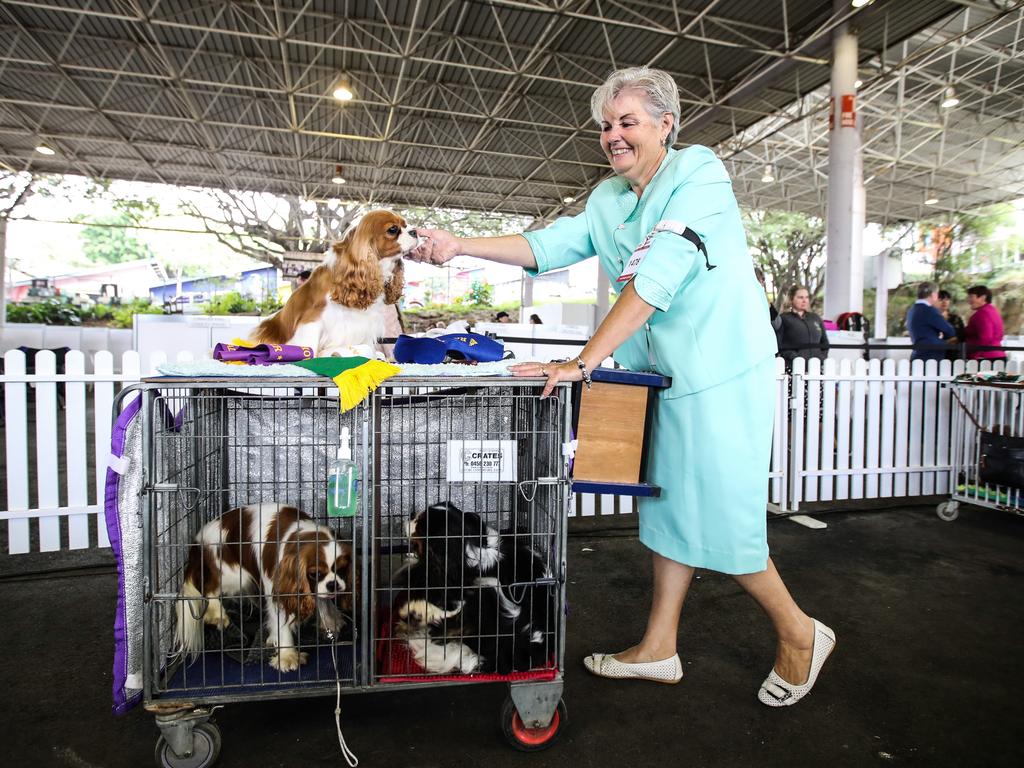 Donna Dickson with her 2-year-old Cavalier King Charles spaniel, Harlow, during the 2022 Ekka dog show. Picture: Zak Simmonds