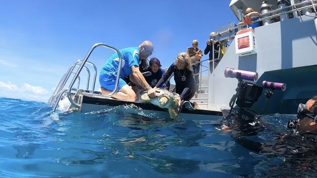 Cairns Turtle Rehabilitation Centre co-founder Jennie Gilbert releasing a green sea turtle on the Great Barrier Reef.Photo: Kristie Sky