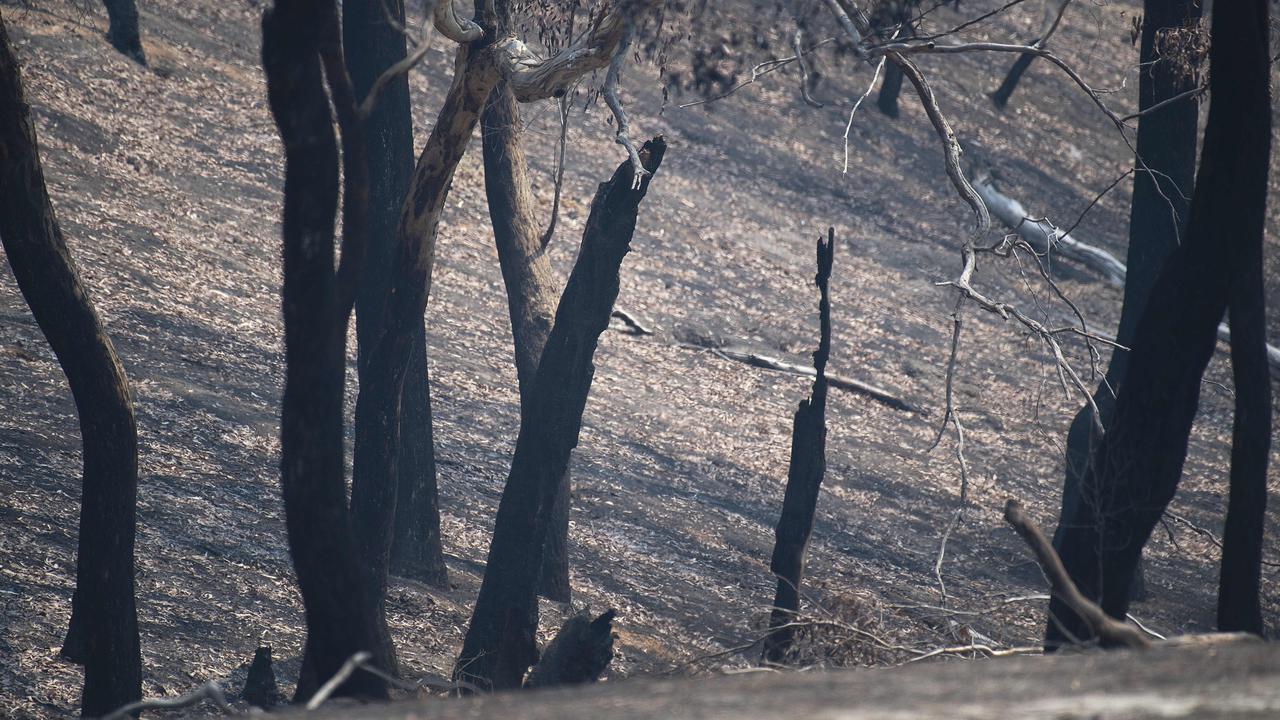 Blackened tree trunks are an eerie sight in the deserted Plenty Gorge parklands. Picture: Ellen Smith