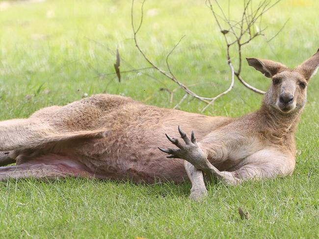 A WOMAN golfer has been viciously attacked by a kangaroo on a Gold Coast golf course. The 69-year-old was playing at Arundel Hills golf course about 9.10am when she was attacked from behind by the large roo. She suffered multiple lacerations to her face and legs and soft tissue injuries to her head. The woman was taken by ambulance to Pindara Private Hospital in a stable condition. Pics Adam Head