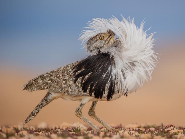 Puff perfect by José Juan Hernández Martinez, Spain Winner, Animal Portraits José Juan Hernández Martinez witnesses the dizzying courtship display of a Canary Islands houbara.