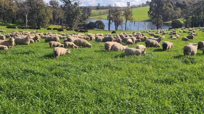 Sheep and cattle grazing on the Three Ryans property.