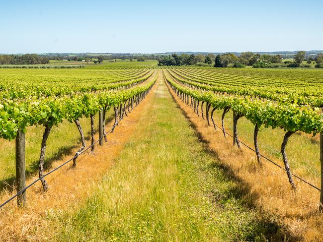 Vineyards Barossa Valley, Adelaide - AustraliaVineyards Barossa Valley, Adelaide - Australia