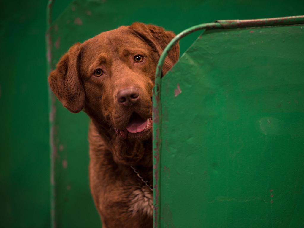 A Chesapeake Bay retriever dog looks out from its pen on the first day of the Crufts dog show at the National Exhibition Centre in Birmingham. Picture: AFP