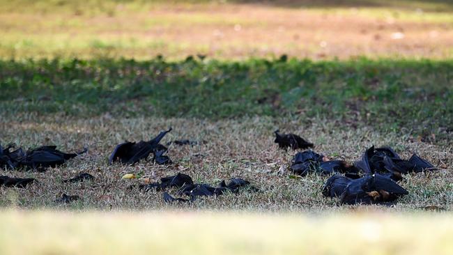 Flying foxes unable to cope with the recent heatwave in Townsville.