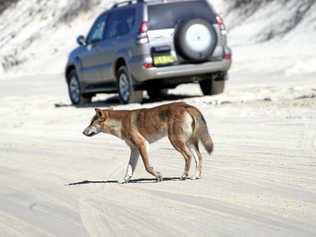 A dingo advocacy group has sent a letter with several recommendations regarding the management of the animals on Fraser Island to the State Government. Picture: Brett Wortman