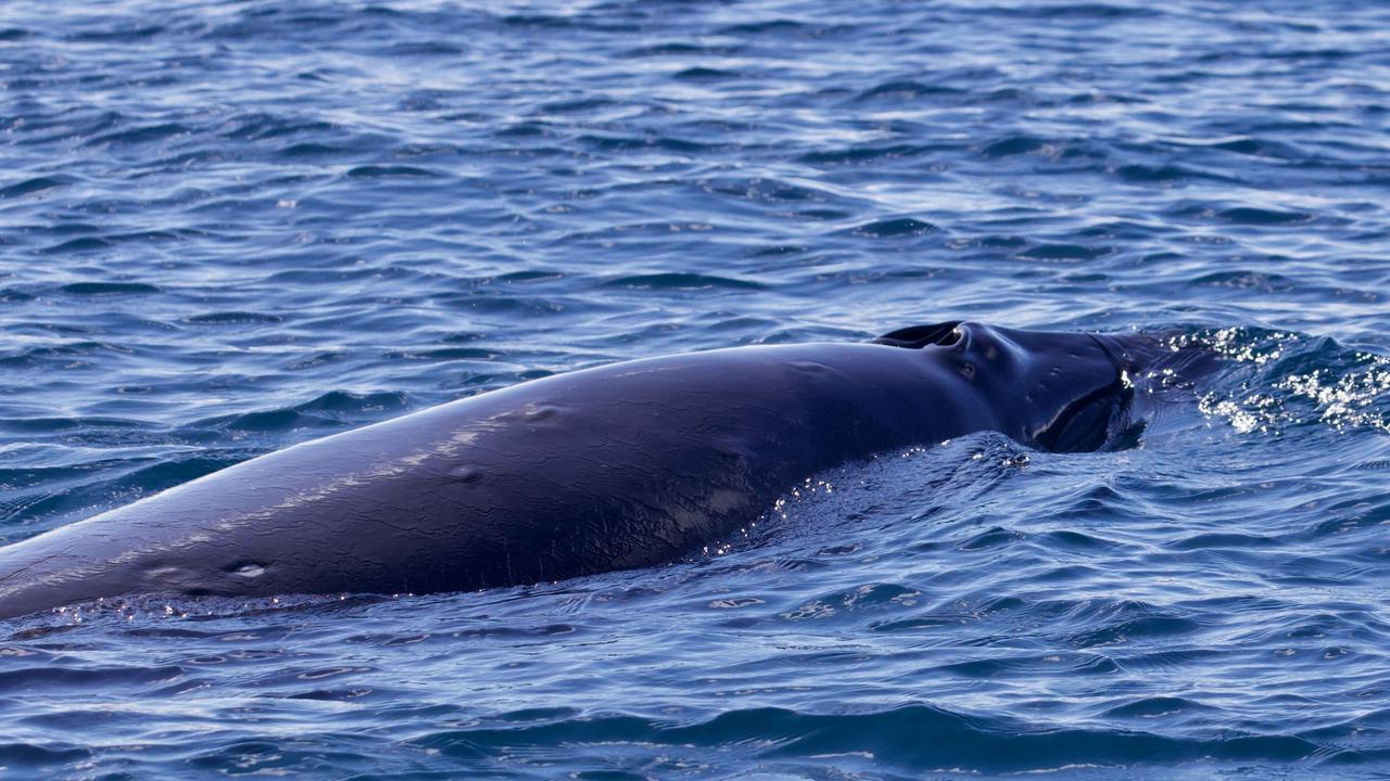 First whale sightings of the season off Tasman Peninsula reported to ...