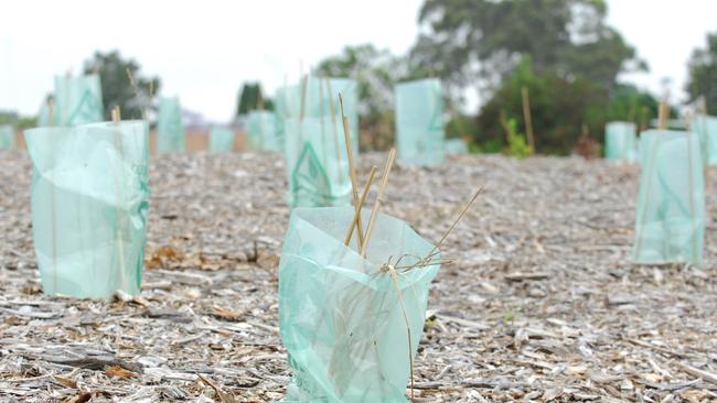 Tree planting is needed to address the urban heat island effect in Sydney.