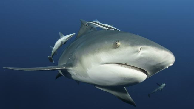 There were a handful of bull shark sightings in Chipping Norton Lake earlier this year.