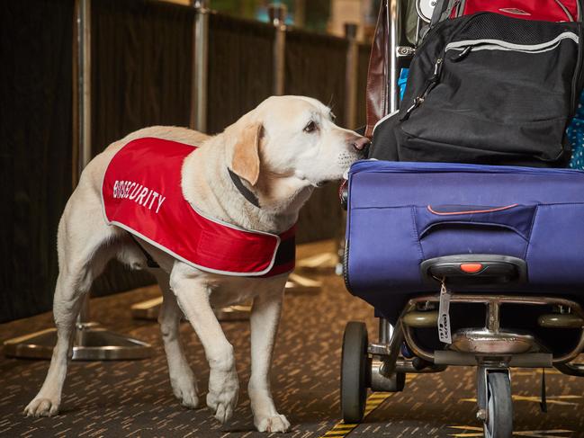 Australia’s biosecurity system is getting hefty federal budget boost. Picture: Matt Loxton