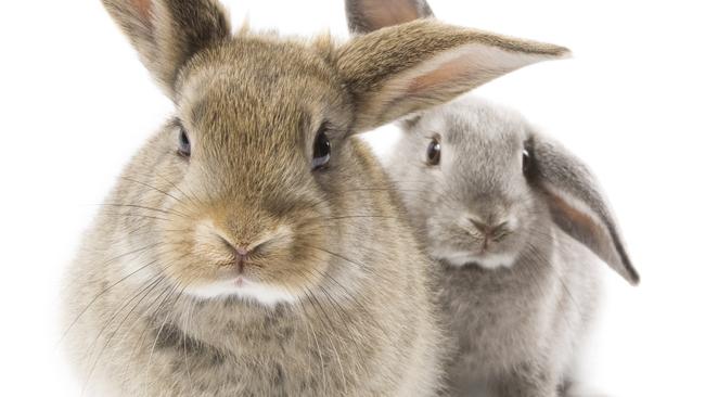 Australia's proposed ban on animal testing weaker than Europe's laws,  Health Department concedes | The Advertiser