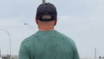 Swarm of flies on the back of a man walking in Cronulla. Picture: TikTok