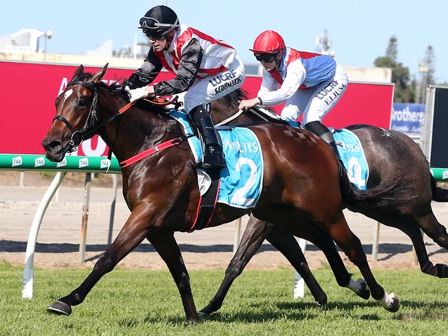 Racing at Aquis Park. Winner of race 1, number 2 STAMPE. Jockey is Sean Cormack. Trainer is Chris Munce. Photo by Richard Gosling