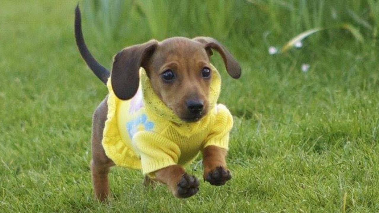 Best dressed outlet dachshund