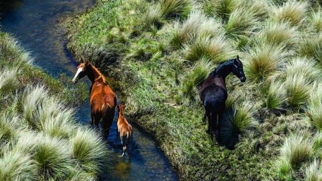 Middle ground is increasingly becoming no man’s land in the brumby debate. Picture: Jason Edwards